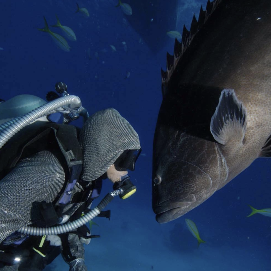 Neptunic Sharksuit